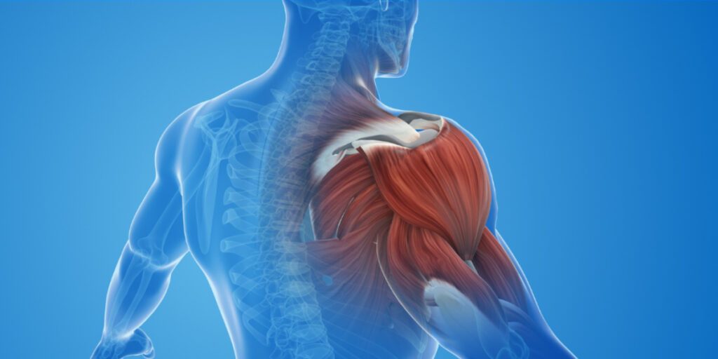 Anatomische Darstellung der Muskeln um das Schultergelenk.